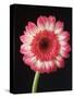 Gerbera Daisy on Dark Background-Clive Nichols-Stretched Canvas