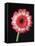 Gerbera Daisy on Dark Background-Clive Nichols-Framed Stretched Canvas