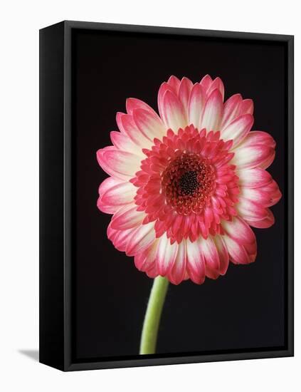 Gerbera Daisy on Dark Background-Clive Nichols-Framed Stretched Canvas