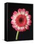 Gerbera Daisy on Dark Background-Clive Nichols-Framed Stretched Canvas