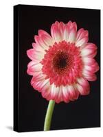 Gerbera Daisy on Dark Background-Clive Nichols-Stretched Canvas