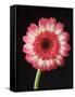 Gerbera Daisy on Dark Background-Clive Nichols-Framed Stretched Canvas