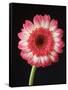 Gerbera Daisy on Dark Background-Clive Nichols-Framed Stretched Canvas