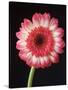 Gerbera Daisy on Dark Background-Clive Nichols-Stretched Canvas