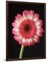 Gerbera Daisy on Dark Background-Clive Nichols-Framed Photographic Print