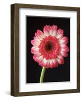 Gerbera Daisy on Dark Background-Clive Nichols-Framed Photographic Print