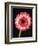 Gerbera Daisy on Dark Background-Clive Nichols-Framed Photographic Print