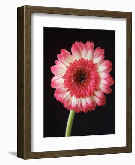 Gerbera Daisy on Dark Background-Clive Nichols-Framed Photographic Print