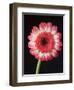 Gerbera Daisy on Dark Background-Clive Nichols-Framed Photographic Print