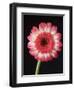 Gerbera Daisy on Dark Background-Clive Nichols-Framed Photographic Print