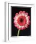 Gerbera Daisy on Dark Background-Clive Nichols-Framed Photographic Print