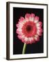 Gerbera Daisy on Dark Background-Clive Nichols-Framed Photographic Print