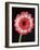 Gerbera Daisy on Dark Background-Clive Nichols-Framed Photographic Print