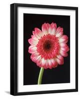 Gerbera Daisy on Dark Background-Clive Nichols-Framed Photographic Print