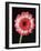 Gerbera Daisy on Dark Background-Clive Nichols-Framed Photographic Print