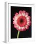 Gerbera Daisy on Dark Background-Clive Nichols-Framed Photographic Print