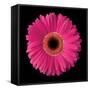 Gerbera Daisy Pink-Jim Christensen-Framed Stretched Canvas