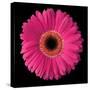 Gerbera Daisy Pink-Jim Christensen-Stretched Canvas