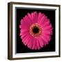 Gerbera Daisy Pink-Jim Christensen-Framed Photo