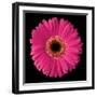 Gerbera Daisy Pink-Jim Christensen-Framed Photo