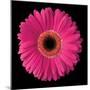 Gerbera Daisy Pink-Jim Christensen-Mounted Photo