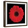 Gerbera Daisy Red-Jim Christensen-Framed Photo