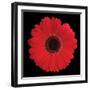 Gerbera Daisy Red-Jim Christensen-Framed Photo