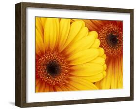 Gerbera Daisy, Washington, USA-Jamie & Judy Wild-Framed Premium Photographic Print