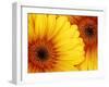 Gerbera Daisy, Washington, USA-Jamie & Judy Wild-Framed Premium Photographic Print