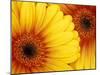 Gerbera Daisy, Washington, USA-Jamie & Judy Wild-Mounted Premium Photographic Print