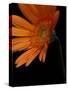 Gerbera Daisy, Washington, USA-Jamie & Judy Wild-Stretched Canvas