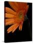 Gerbera Daisy, Washington, USA-Jamie & Judy Wild-Stretched Canvas