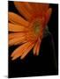 Gerbera Daisy, Washington, USA-Jamie & Judy Wild-Mounted Premium Photographic Print