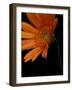 Gerbera Daisy, Washington, USA-Jamie & Judy Wild-Framed Photographic Print