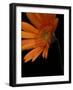 Gerbera Daisy, Washington, USA-Jamie & Judy Wild-Framed Photographic Print