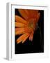 Gerbera Daisy, Washington, USA-Jamie & Judy Wild-Framed Photographic Print