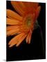 Gerbera Daisy, Washington, USA-Jamie & Judy Wild-Mounted Photographic Print