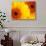 Gerbera Daisy, Washington, USA-Jamie & Judy Wild-Photographic Print displayed on a wall