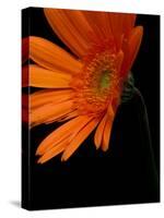 Gerbera Daisy, Washington, USA-null-Stretched Canvas