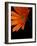 Gerbera Daisy, Washington, USA-null-Framed Photographic Print