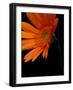 Gerbera Daisy, Washington, USA-null-Framed Photographic Print