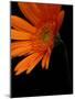 Gerbera Daisy, Washington, USA-null-Mounted Photographic Print