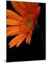 Gerbera Daisy, Washington, USA-null-Mounted Photographic Print