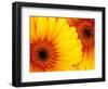 Gerbera Daisy, Washington, USA-Jamie & Judy Wild-Framed Photographic Print