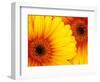 Gerbera Daisy, Washington, USA-Jamie & Judy Wild-Framed Photographic Print