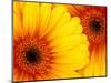 Gerbera Daisy, Washington, USA-Jamie & Judy Wild-Mounted Photographic Print