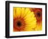 Gerbera Daisy, Washington, USA-Jamie & Judy Wild-Framed Photographic Print