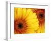 Gerbera Daisy, Washington, USA-Jamie & Judy Wild-Framed Photographic Print