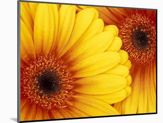 Gerbera Daisy, Washington, USA-Jamie & Judy Wild-Mounted Photographic Print