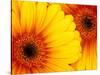 Gerbera Daisy, Washington, USA-Jamie & Judy Wild-Stretched Canvas